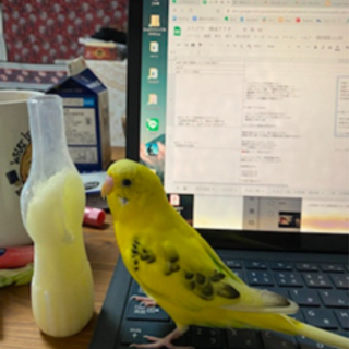 【インコ捜索】九十九里町でインコを探しています。