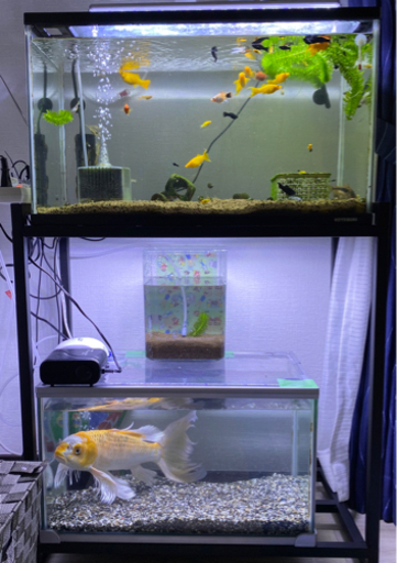 画像の物(生体含む)全てセットで(小さい容器除く)現状手渡し