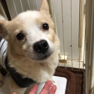10歳のコーギーとチワワのMIX犬10歳
