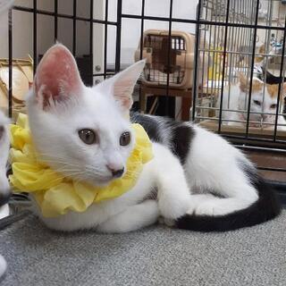 里親様決！♀6ヶ月～エイズFIVキャリアの妖精 - 猫