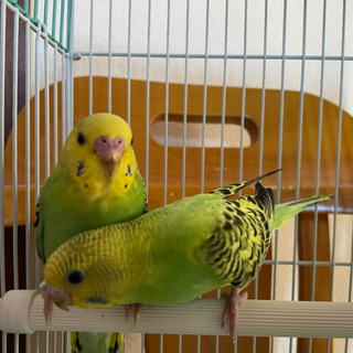 セキセイインコ　ひな