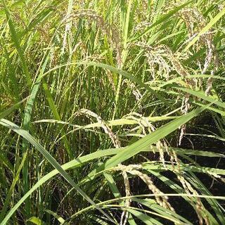 完売御礼❗低農薬令和４年産　新米コシヒカリ白米10kg　配達します❗