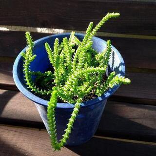 多肉植物 ムスコーサ 
青鎖竜 セイサリュウの画像