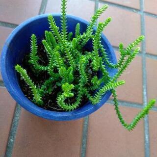 多肉植物 ムスコーサ 
青鎖竜 セイサリュウの画像