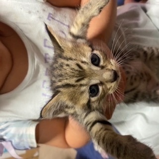 可愛い子猫ちゃん