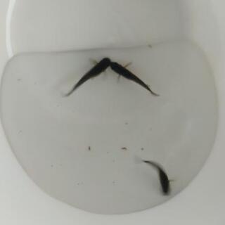 【シルバーウィーク限定】メダカスペシャルセットの画像