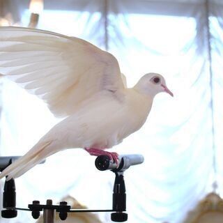 ギンバト　銀鳩　小さいハトです。