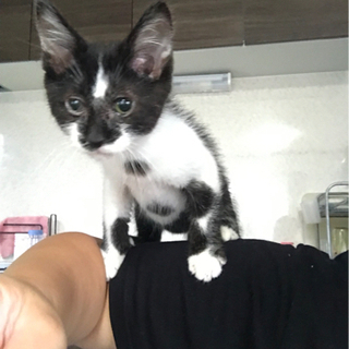 ハチワレ子猫