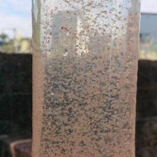 オオミジンコ中心他色々入ってます。爆殖の種親にどうぞ！もうすぐ稲...