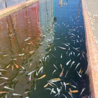-遠州旅-   ミックスめだか　1匹　10円