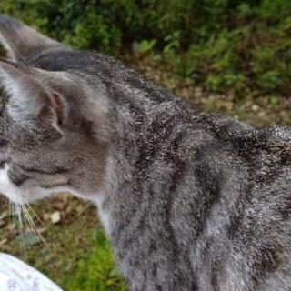 地域猫活動にご協力いただける方