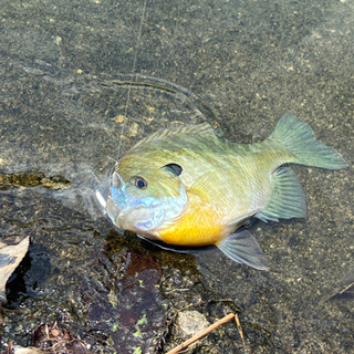 バス釣り エリアトラウト