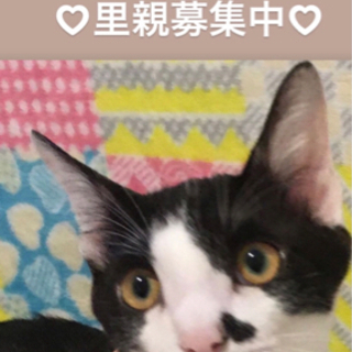 ♡✨里親募集✨♡チャームポイントはほっぺの♡