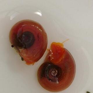 レッドラムズホーン