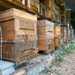 種蜂　養蜂　西洋蜜蜂の画像