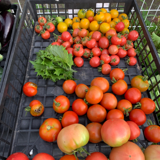 EMBC農法で野菜を一緒に作りませんか？ - 神戸市