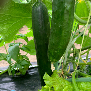 EMBC農法で野菜を一緒に作りませんか？ - その他