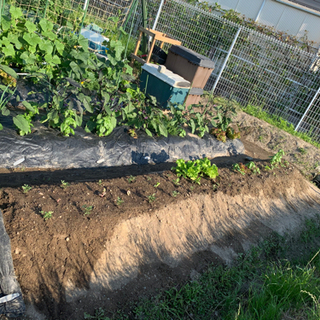EMBC農法で野菜を一緒に作りませんか？ − 兵庫県