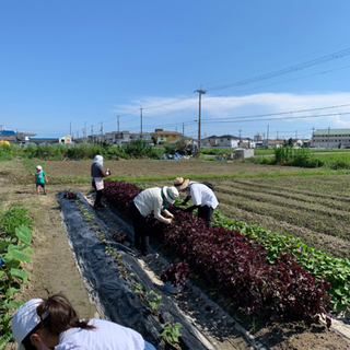EMBC農法で野菜を一緒に作りませんか？ - メンバー募集