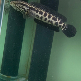 雷魚です