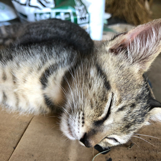 子猫　トラ模様 - 那須烏山市