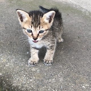子猫　トラ模様 - 猫