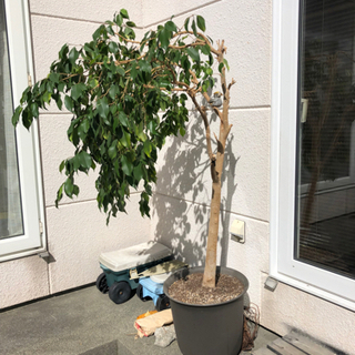 観葉植物(特大)取引先決定！