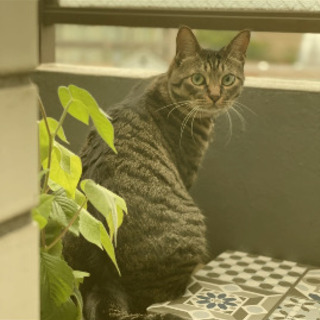 [無事見つかりました]キジトラ猫オスのダイチくん探してます