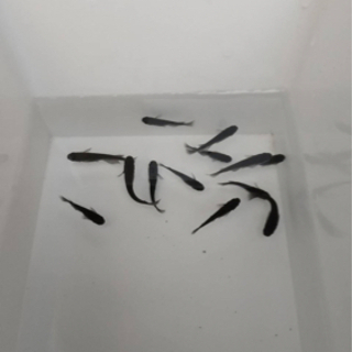 めだか  オロチ