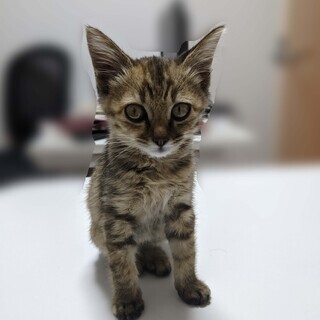 仔猫の里親になってくれる方を探しています(生後 2カ月くらい，さび猫)
