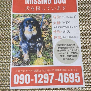 行方不明の犬