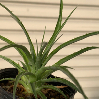 希少植物　プヤ◦セルーレア◦ビオラセア　実生苗の画像