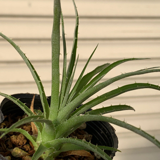 希少植物　プヤ◦セルーレア◦ビオラセア　実生苗の画像