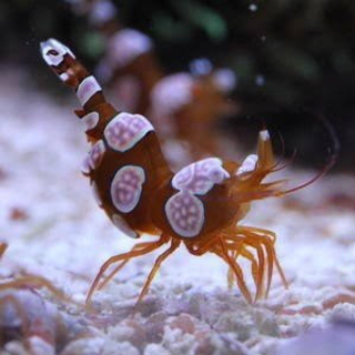 イソギンチャクモエビ 6匹