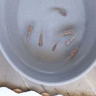 夜桜系メダカの若魚、幼魚　５匹　３名様限り