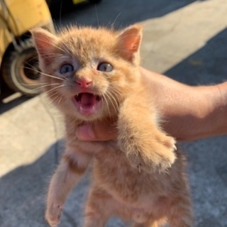 子猫　里親募集　男の子　1ヶ月ぐらいです。