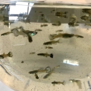 国産グッピーブルーグラスの稚魚の画像