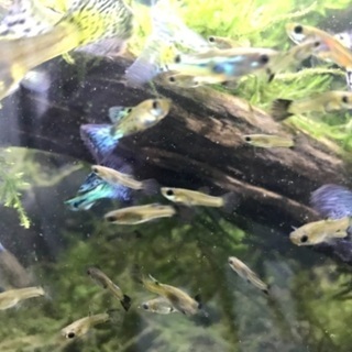 国産グッピーブルーグラスの稚魚