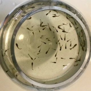 国産グッピーブルーグラスの稚魚の画像