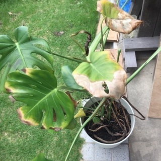モンステラの育て方