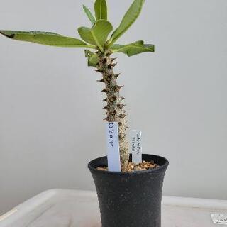 【観葉植物】パキポディウム4【塊根植物】