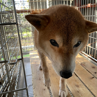 愛犬家に譲りたいです