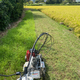 令和５年度産新米② の画像