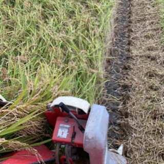 令和５年度産新米② の画像