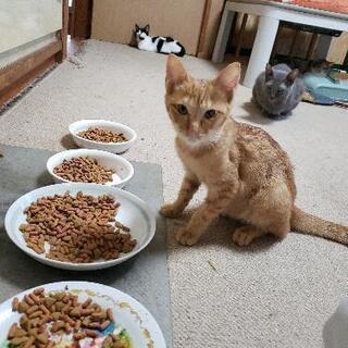 可愛い子猫