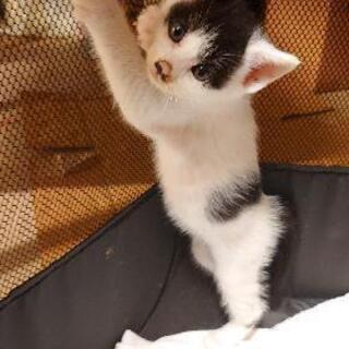 ＜残り1匹＞子猫の里親様募集中です。