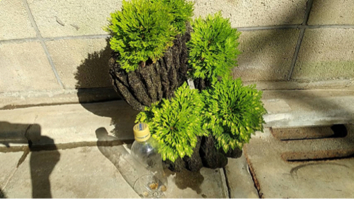 他フリマアプリで販売終了　イワヒバ