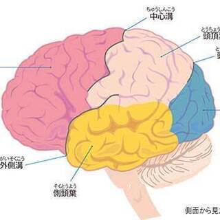 世の中に役立つ「脳トレーニング」を本業または副業にいかがですか！！