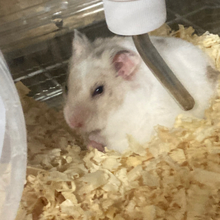 ゴールデンハムスター♂、♀