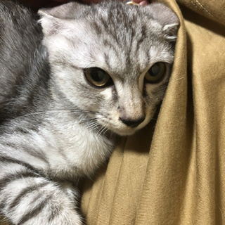 生後3〜4ヶ月程の雌猫です。（お見合い予定。募集一時中止）